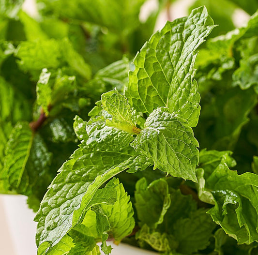 Mint Leav