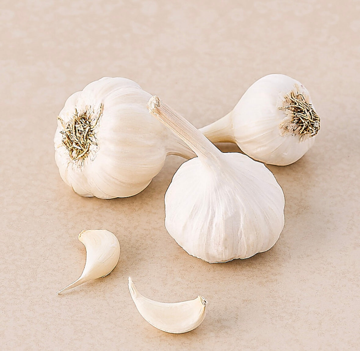 Garlic