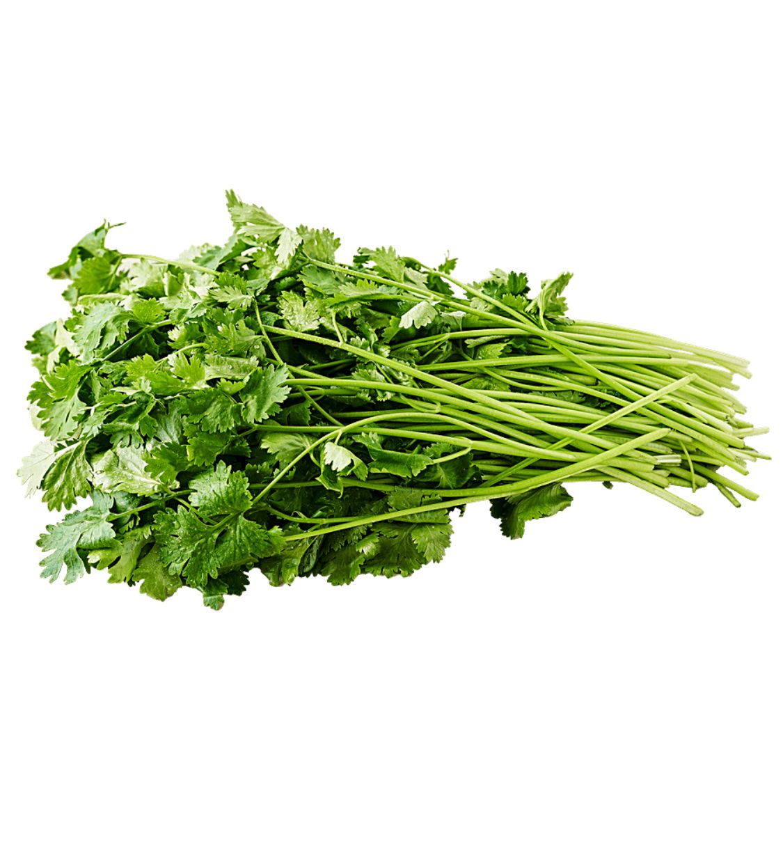 Coriander leaves