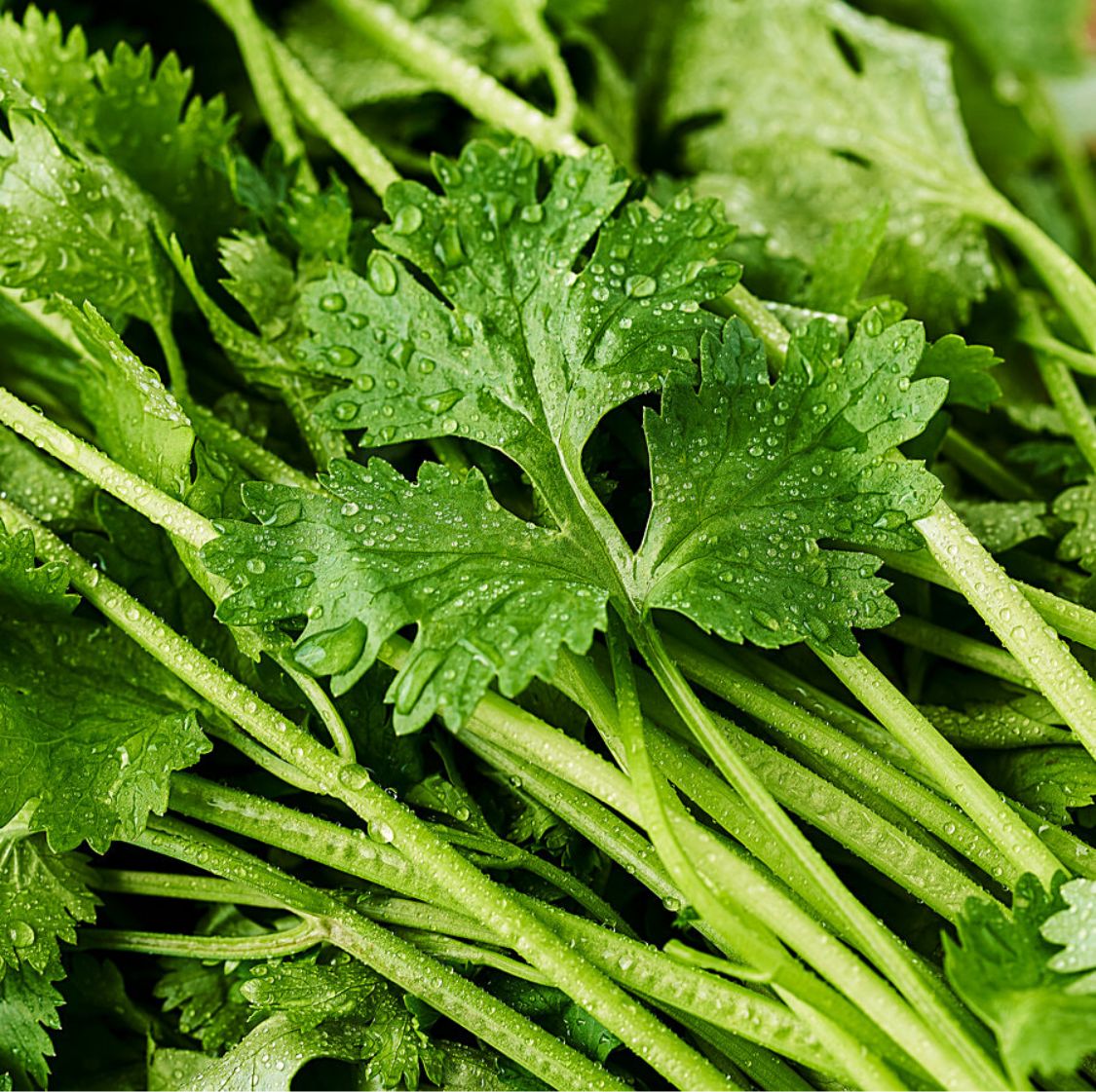 Coriander leaves