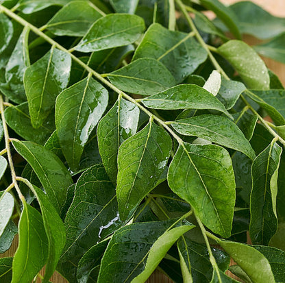 Curry leaves
